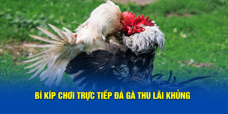 Bí kíp chơi trực tiếp đá gà thu lãi khủng 