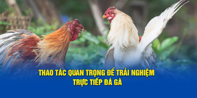 Thao tác quan trọng để trải nghiệm trực tiếp đá gà