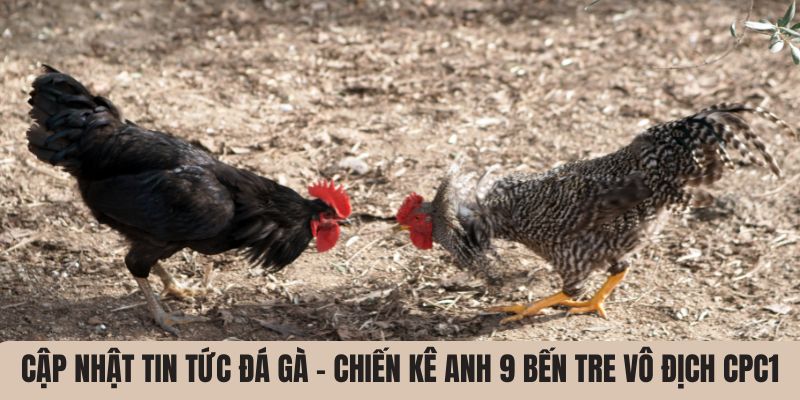 Cập nhật tin tức đá gà - Chiến kê anh 9 Bến Tre vô địch CPC1