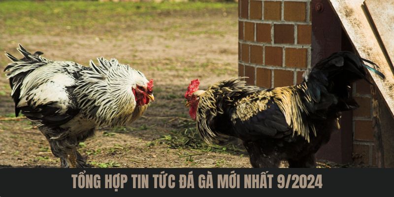 Tổng hợp tin tức đá gà mới nhất 9/2024