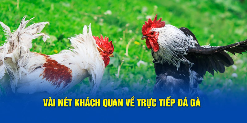 Vài nét khách quan về trực tiếp đá gà